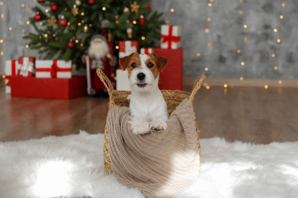 Funny pup at home on Christmas
