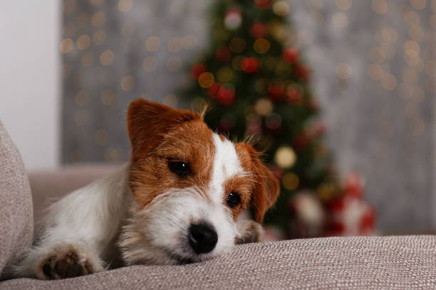 istock Funny pup at home on Christmas 1359544686