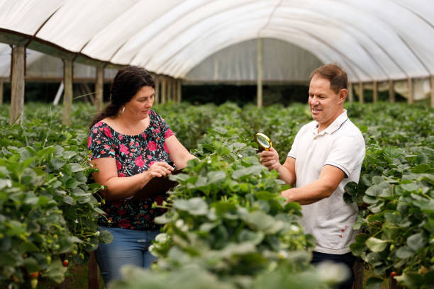 istock Couple checking organic strawberry crop with a magnifying glass and taking notes 1359544762