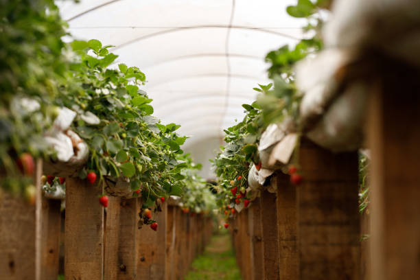 istock Organic strawberry crop inside a greenhouse 1359544779