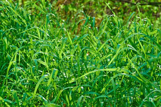 istock green grass closeup for background 1359544783