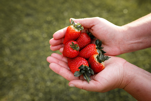 Family grown organic strawberry farm
