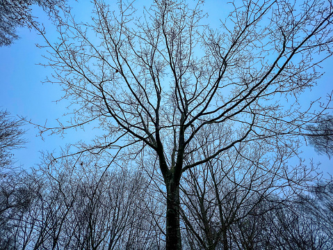 A look into the leafless treetops in winter.