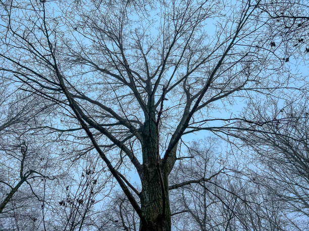 istock A look into the leafless treetops in winter. 1359547517