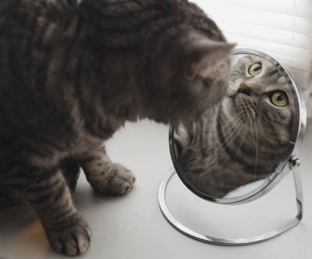istock funny cat looking at his reflection in the mirror 1359548695
