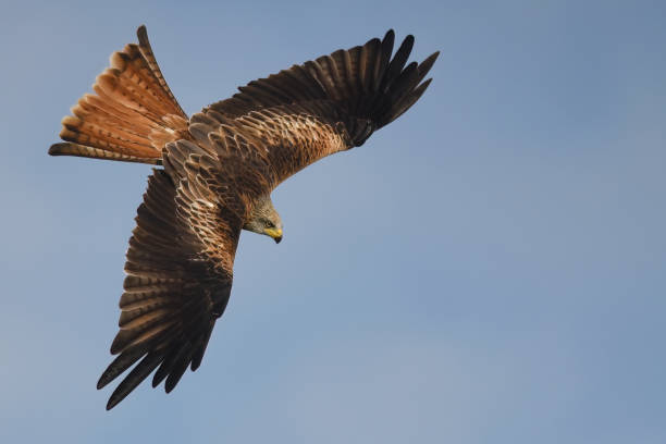 oiseau cerf-volant rouge - buse photos et images de collection