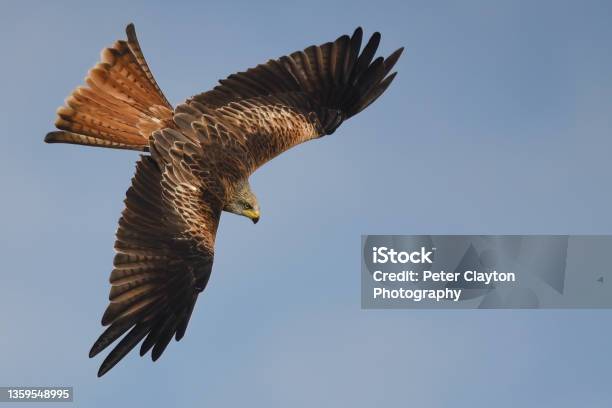 Red Kite Bird Stock Photo - Download Image Now - Eagle - Bird, Bird, Flying
