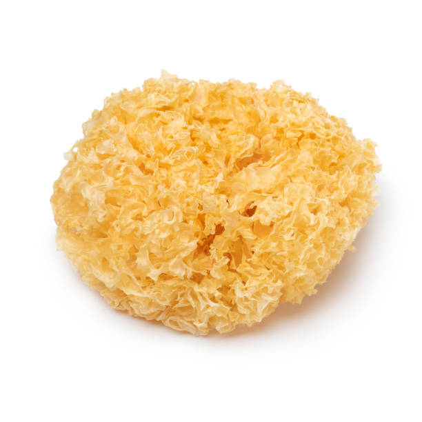 istock Single whole dried white fungus on white background 1359550304