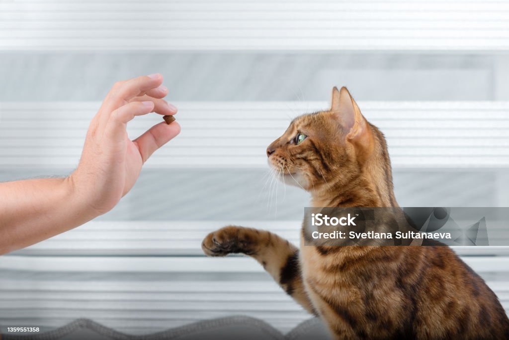 Training a cat for a treat in the room. Training a thoroughbred cat for a treat in the room. Domestic Cat Stock Photo