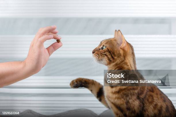 Training A Cat For A Treat In The Room Stock Photo - Download Image Now - Domestic Cat, Snack, Hand