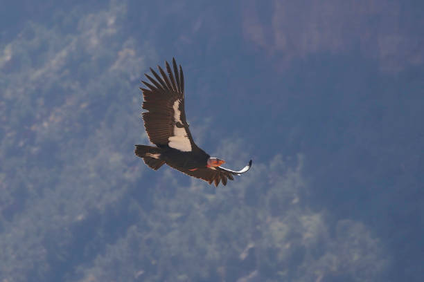 istock California Condor (gymnogyps californianus) 1359551959
