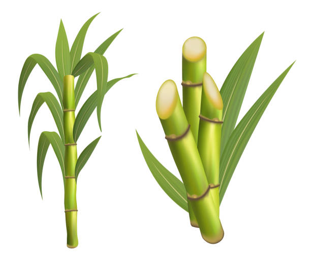 zuckerrohrpflanze mit stängel und blatt isolierte vektorillustration auf weißem hintergrund. - sugar leaf stock-grafiken, -clipart, -cartoons und -symbole