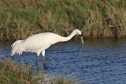 Whooping Crane (grus americana) standing in a small pond