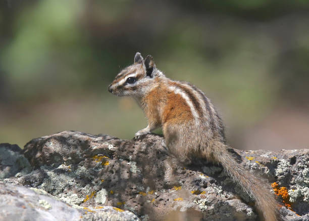 istock Least Chipmunk (tamias minimus) poised on a big rock 1359552066
