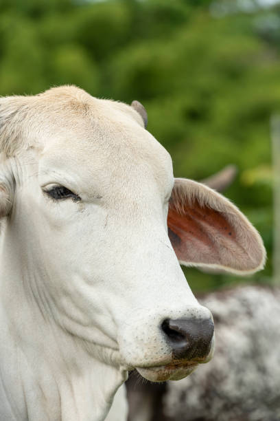 bílá brahmanská kráva pasoucí se ve výběhu. - kráva samice fotky - stock snímky, obrázky a fotky