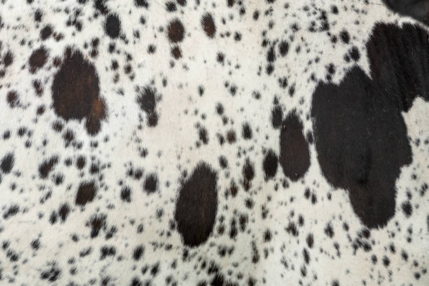 Brown and white cowhide, closeup image
