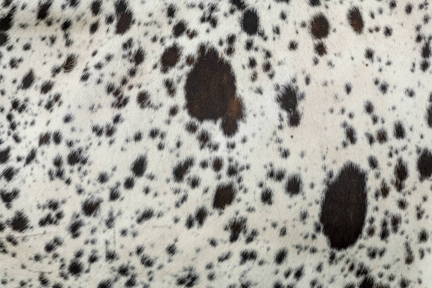 Brown and white cowhide, closeup image