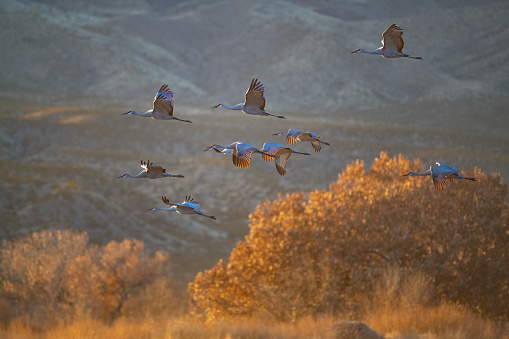 Sandhill cranes in flight returning to resting ponds for the night at the Bosque del Apache National Wildlife Refuge near Socorro, New Mexico in southwestern USA. Larger cities nearby are Albuquerque, Santa Fe and El Paso.