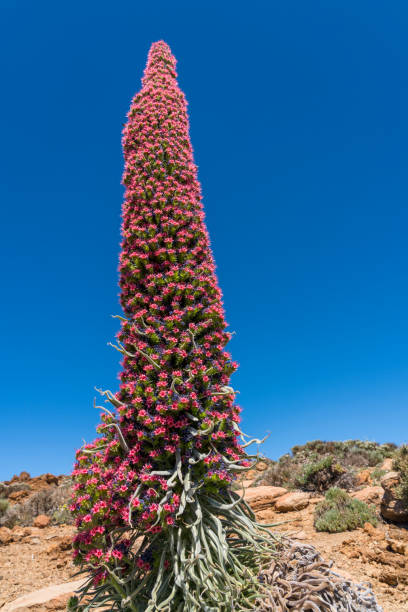 Close up of Red Tajinaste in perfect bloom against dry landscape and clear blue sky.