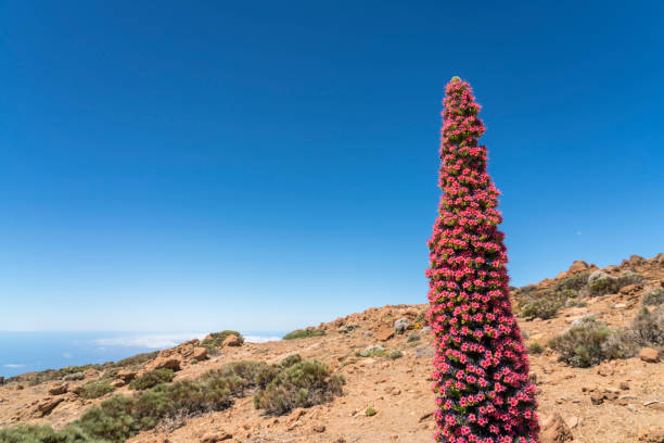 Close up of Red Tajinaste in perfect bloom against dry landscape and clear blue sky.