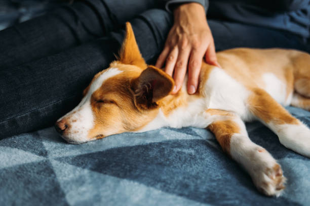 istock Adorable puppy lying on the blue blanket with owner. 1359555415