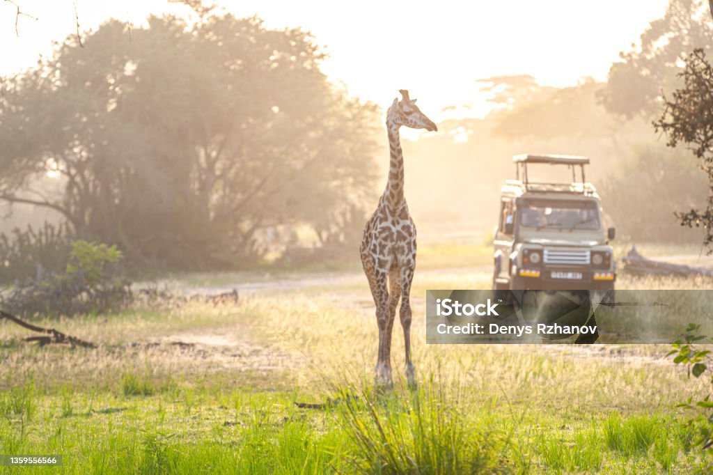 Safari landscape with giraffa standing in savannah and safari jeep South Africa Stock Photo