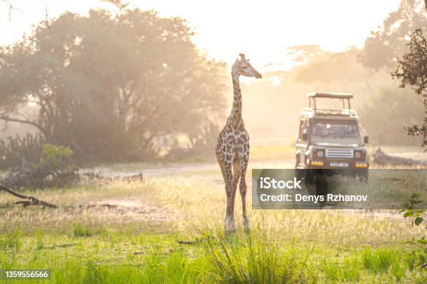 Safari Landscape With Giraffa Standing In Savannah And Safari Jeep Stock Photo - Download Image Now