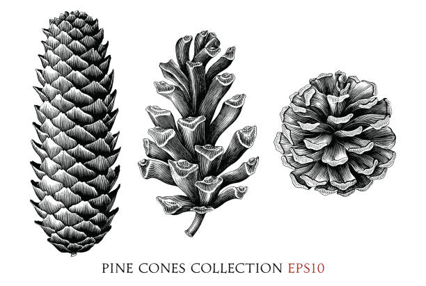 illustrations, cliparts, dessins animés et icônes de collection de pommes de pin dessin à la main style gravure vintage noir et blanc clipart isolé sur fond blanc - pomme de pin