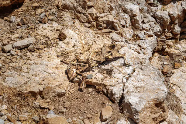 Photo of Remains and skeleton of fallen goat laying on the stones