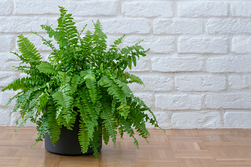 Nephrolepis exaltata, Beautiful potted Boston ferns or Green Lady houseplant on parquet floor over brick wall in living room, home interior.