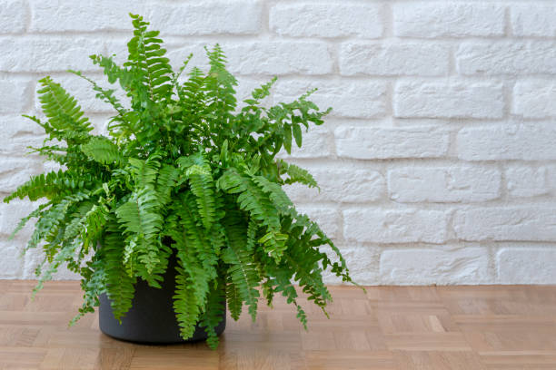 Beautiful potted Boston ferns or Green Lady houseplant on floor by brick wall in living room stock photo