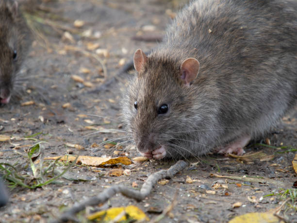 istock Brown rat, Rattus norvegicus 1359561272