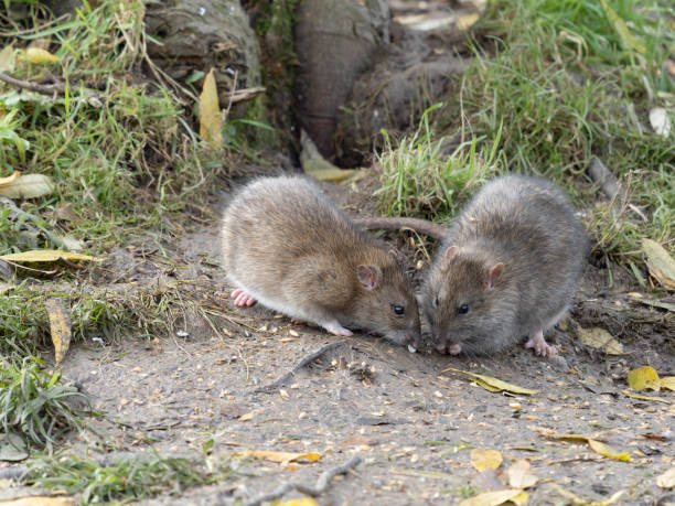 istock Brown rat, Rattus norvegicus 1359561273