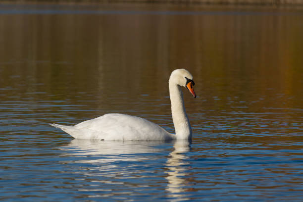 istock Mute swan, Cygnus olor 1359561302