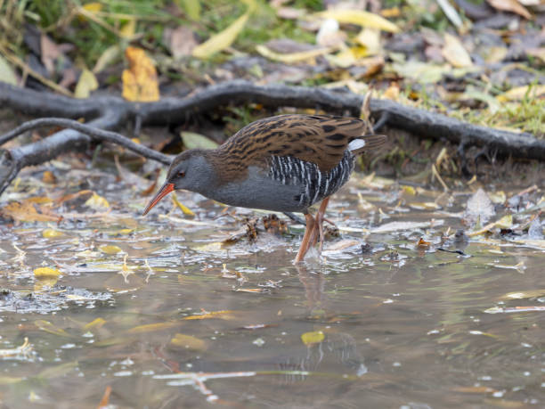 istock Water rail, Rallus aquaticus 1359561321