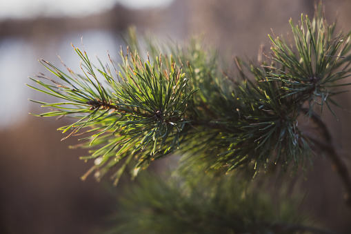 Soft focused young Pine buds. Pinus sylvestris, pinus nigra, branches of mountain pine. Pinus tree on a sunny day with the backlight of sun