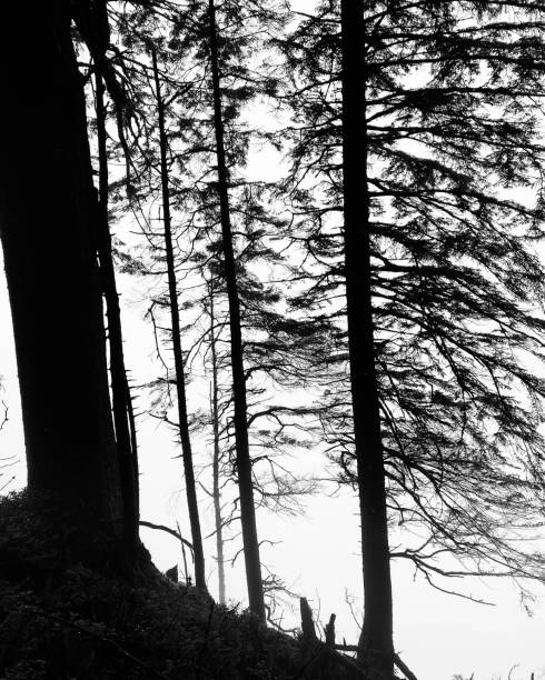 istock Misty Seaside Forest 1359562338