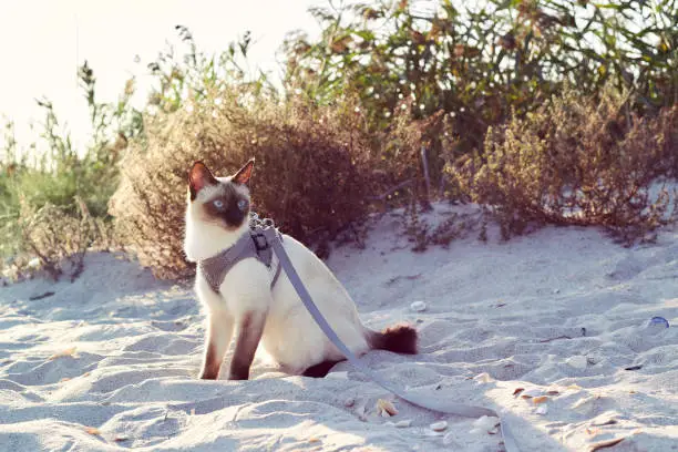 Mekong bobtaile cat on a leash sits on the sand on the beach