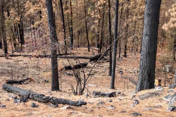 istock drought in the forest in British Columbia 1359562637