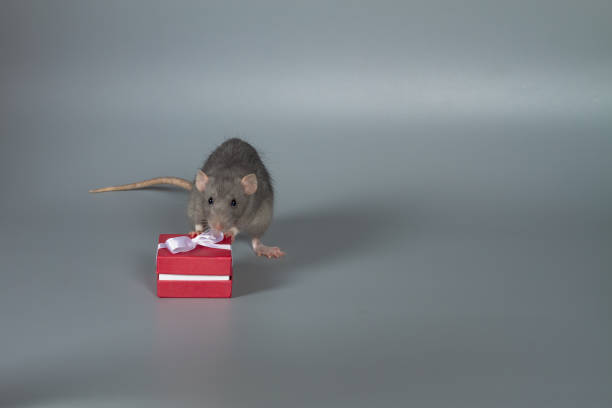 Gray rat sitting on the table. Mouse close up. Pets decorative animals.