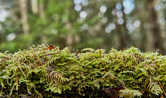 Natural forest moss grown on fallen tree, with water droplets, little wet, on blurred green background, like podium for object.