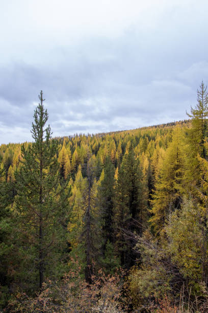 istock Larch trees in a colourful mountain forest in Canada 1359563758