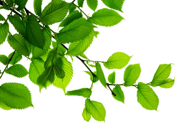 istock Twigs with beautiful green leaves isolated on a white background. Botanical element for decoration.template for design 1359563820