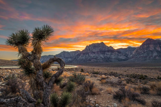 каньон ред-рок возле лас-вегаса - nevada desert landscape cactus стоковые фото и изображения