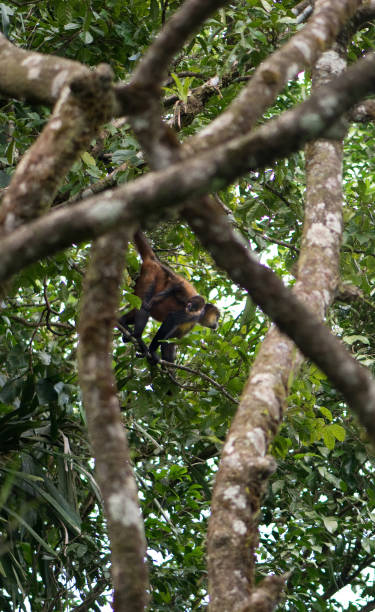 spider monkey and baby (geoffroy's spider monkey) - dzika przyroda - ameryka środkowa, w tym kostaryka - costa rica rainforest central america arenal volcano zdjęcia i obrazy z banku zdjęć
