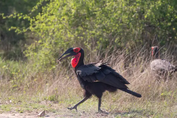 A southern ground hornbill hunting for insects in Kruger National Park, South Africa