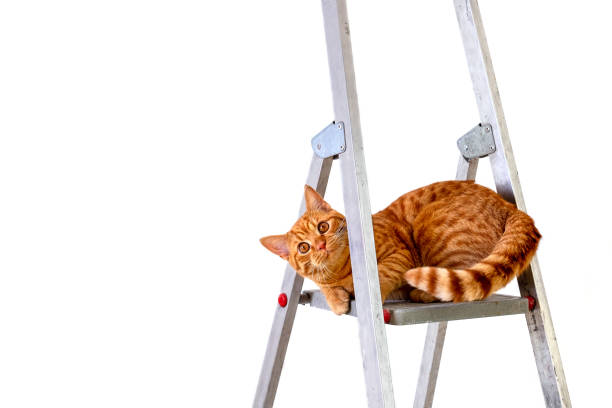 istock Funny young tabby-red cat sits on step-ladder 1359567093