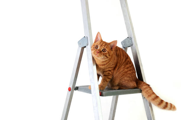 istock Funny young tabby-red cat sits on step-ladder 1359567162