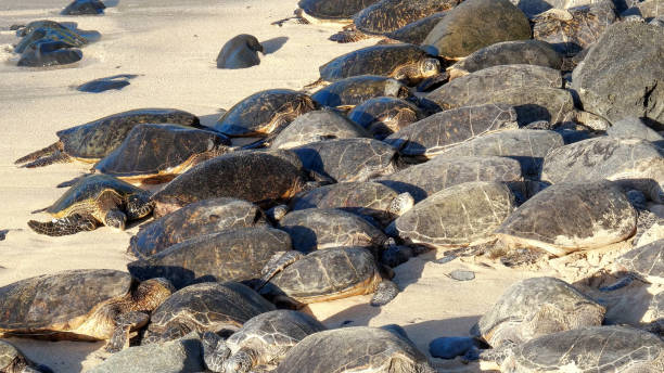 istock Green sea turtle (Chelonia mydas), also known as the green turtle, black (sea) turtle or Pacific green turtle 1359569073