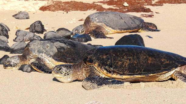 istock Green sea turtle (Chelonia mydas), also known as the green turtle, black (sea) turtle or Pacific green turtle 1359569078